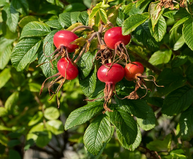 ROSA RUGOSA ALBA