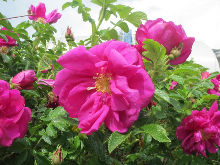 ROSA RUGOSA FOXY