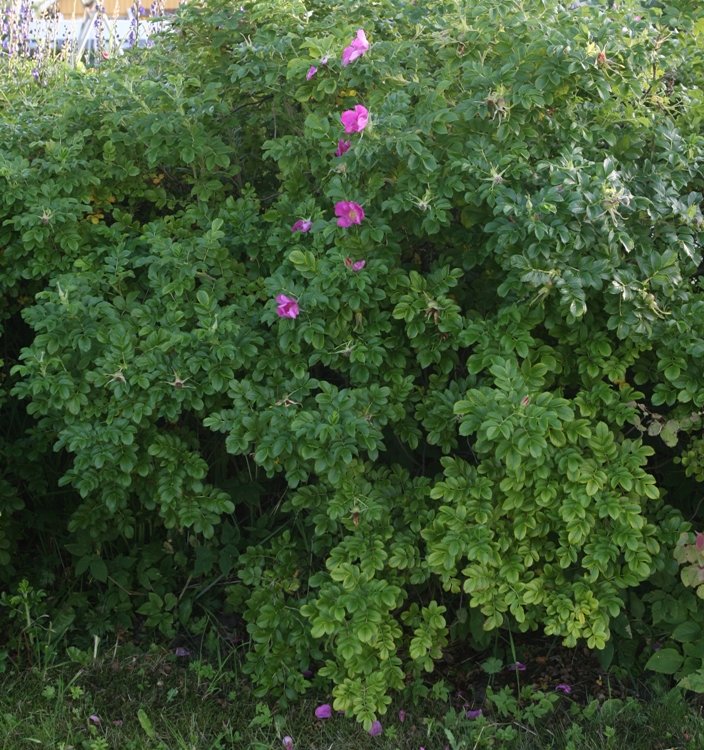 ROSA RUGOSA FOXY