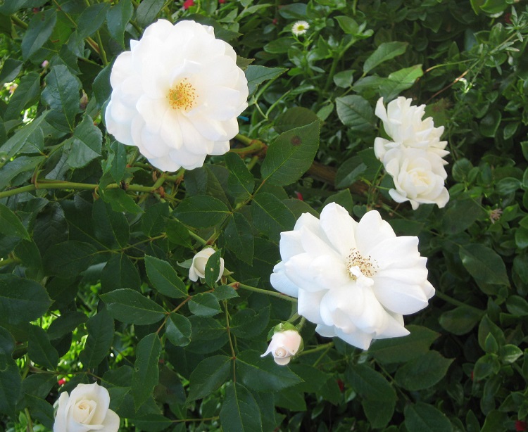 ROSA RUGOSA GUFO DELLA NEVE