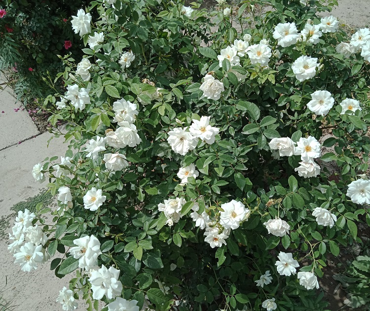 ROSA RUGOSA GUFO DELLA NEVE