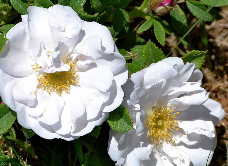 ROSA RUGOSA GUFO DELLA NEVE