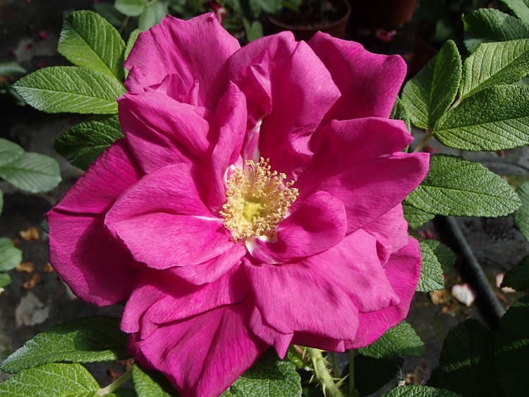 ROSA RUGOSA PURPUREA