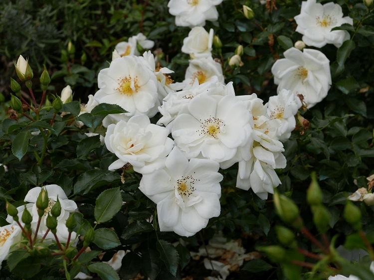 ROSA SCHNEEFLOCKE