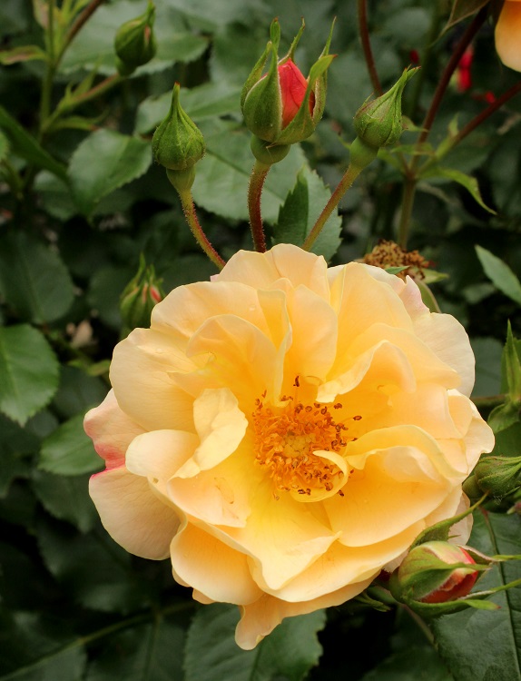 ROSA SEDANA