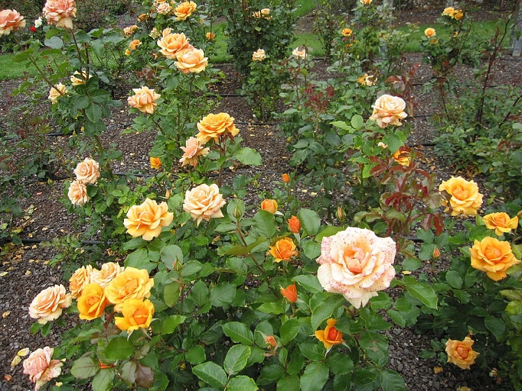 ROSA TEQUILA GOLD