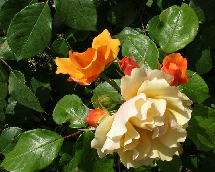 ROSA TEQUILA GOLD