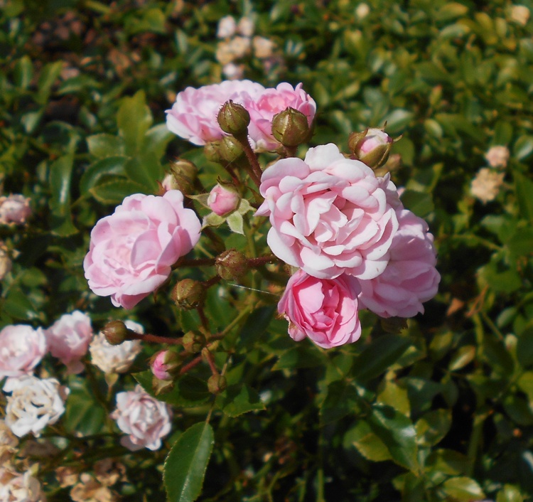 ROSA THE FAIRY
