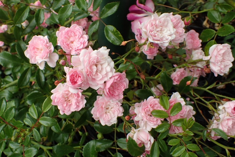 ROSA THE FAIRY