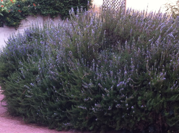 ROSMARINUS OFFICINALIS