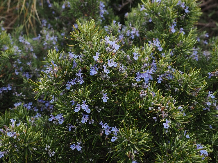 ROSMARINUS OFFICINALIS