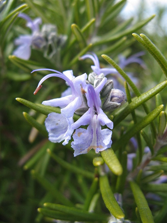 ROSMARINUS OFFICINALIS