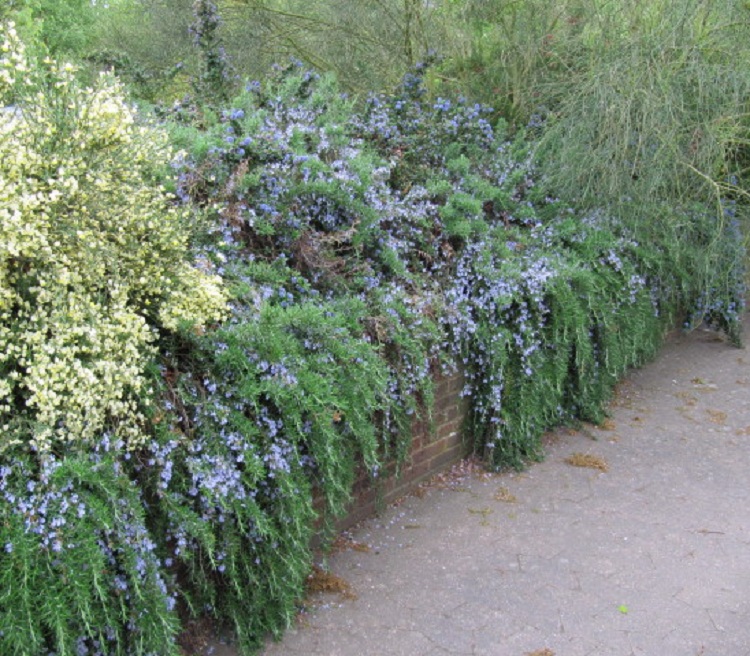 ROSMARINUS REPENS