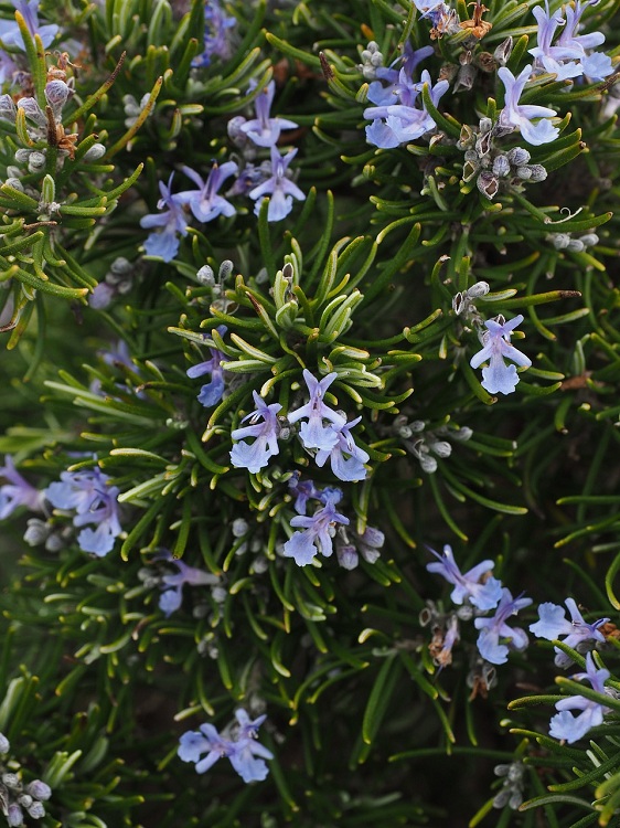 ROSMARINUS REPENS