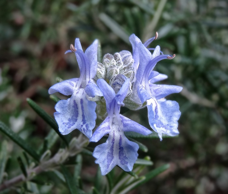 ROSMARINUS REPENS