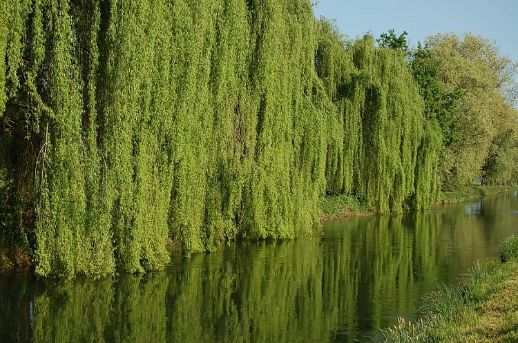 SALIX BABYLONICA