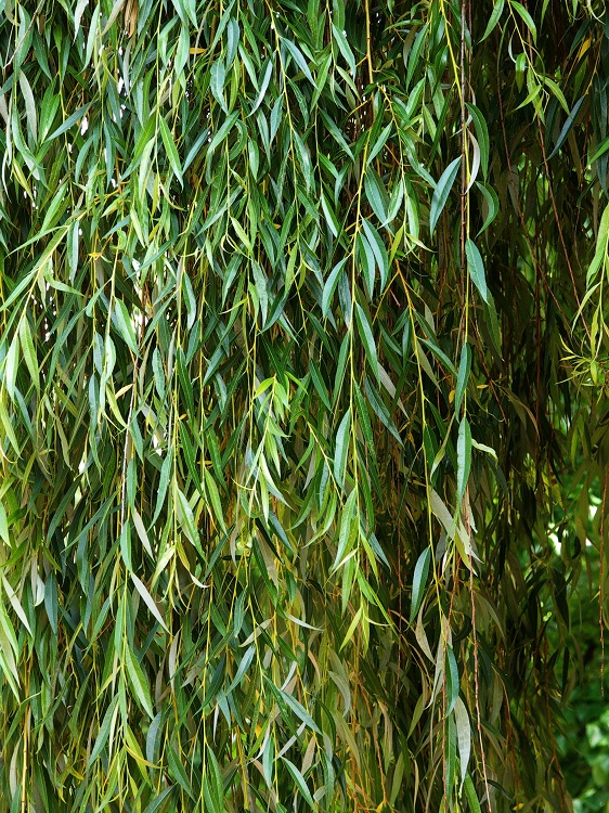 SALIX BABYLONICA