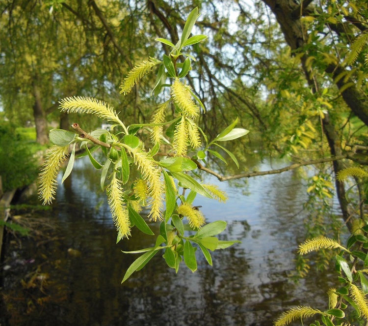 SALIX BABYLONICA