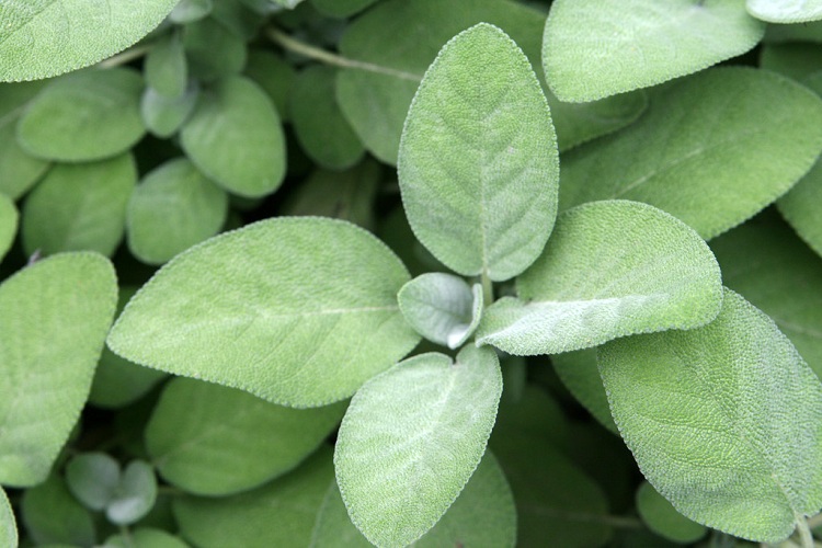SALVIA MAXIFOLIA (SALVIA OFFICINALIS)