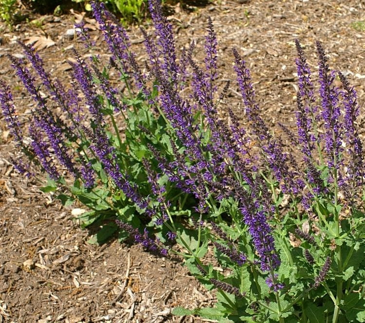 SALVIA NEMOROSA MAINACHT