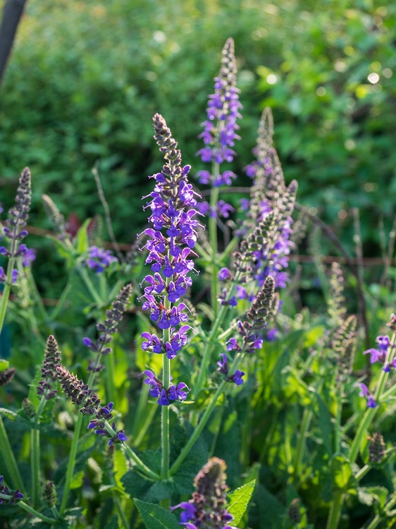 SALVIA NEMOROSA MAINACHT