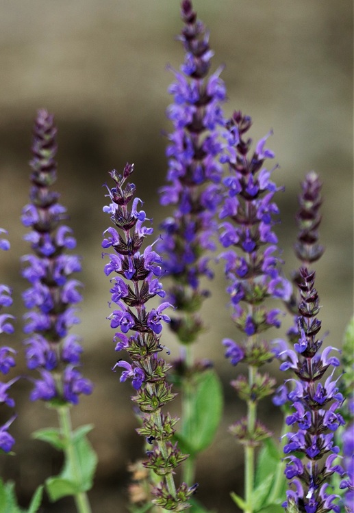 SALVIA NEMOROSA VIOLA KLOSE