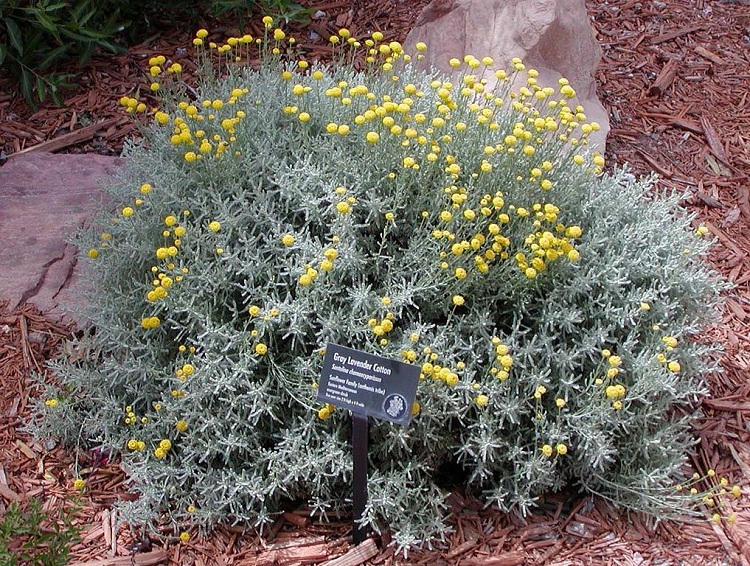 SANTOLINA CHAMAECYPARISSUS