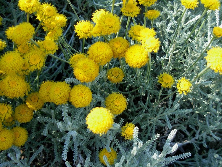 SANTOLINA CHAMAECYPARISSUS