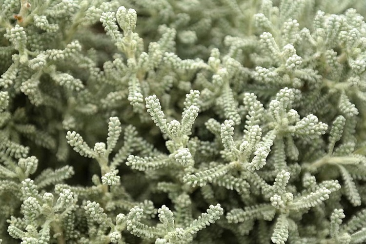 SANTOLINA CHAMAECYPARISSUS
