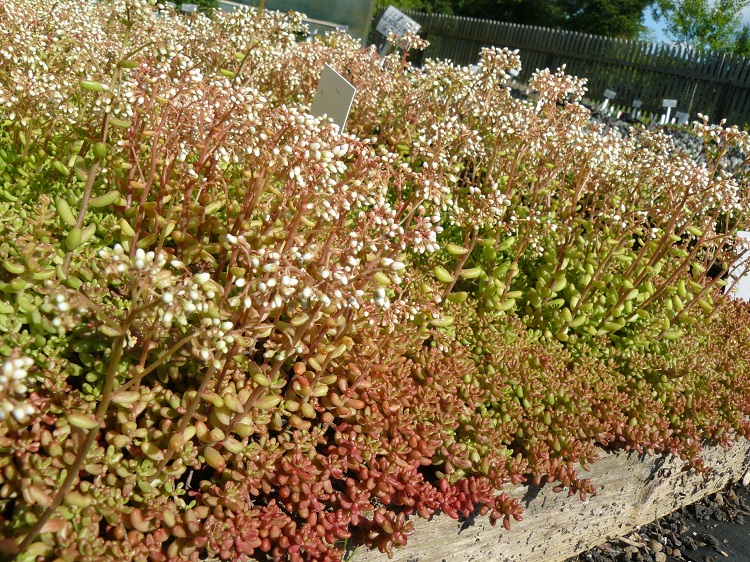 SEDUM ALBUM CORAL CARPET