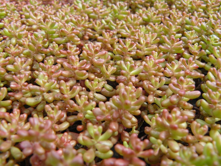 SEDUM ALBUM CORAL CARPET