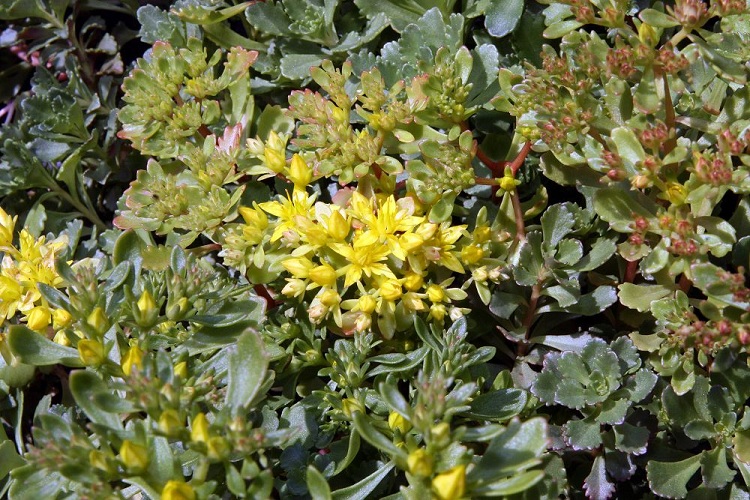 SEDUM HYBRIDUM CZAR'S GOLD