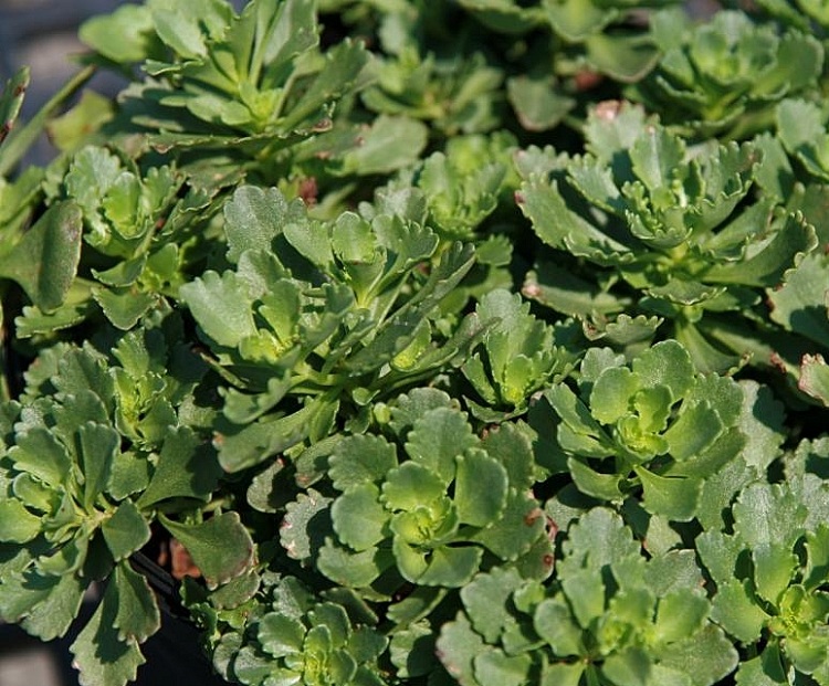 SEDUM HYBRIDUM CZAR'S GOLD