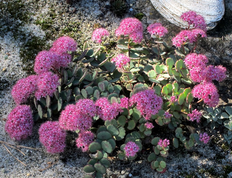 SEDUM SIEBOLDII