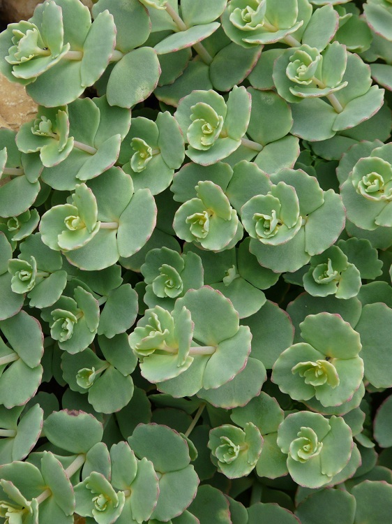 SEDUM SIEBOLDII