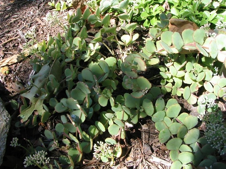 SEDUM SIEBOLDII