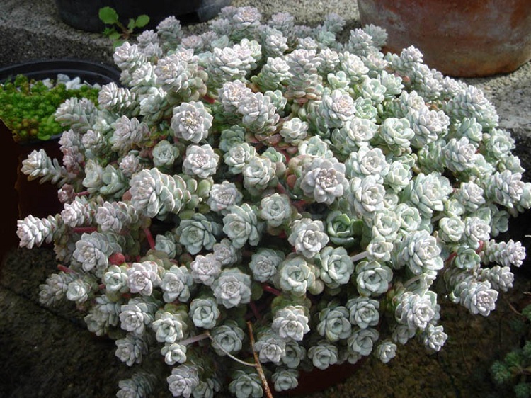 SEDUM SPATHULIOFLIUM CAPE BLANCO
