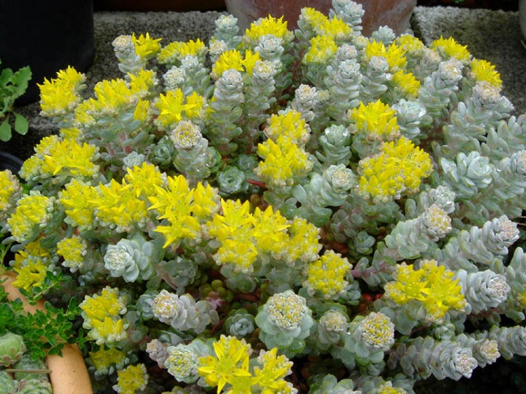 SEDUM SPATHULIOFLIUM CAPE BLANCO