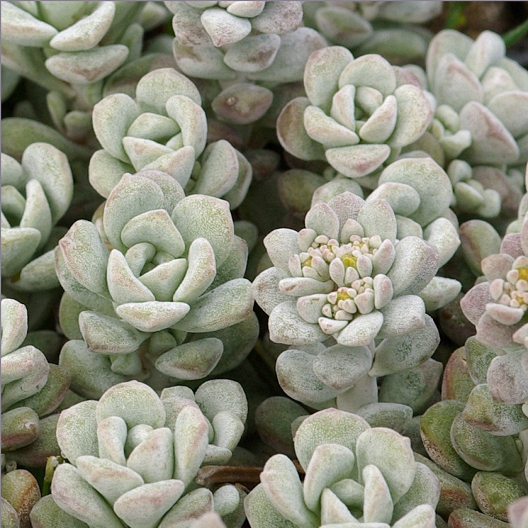 SEDUM SPATHULIOFLIUM CAPE BLANCO