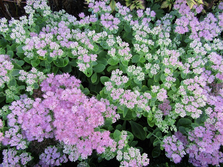 SEDUM SPECTABILE ROSENTELLER