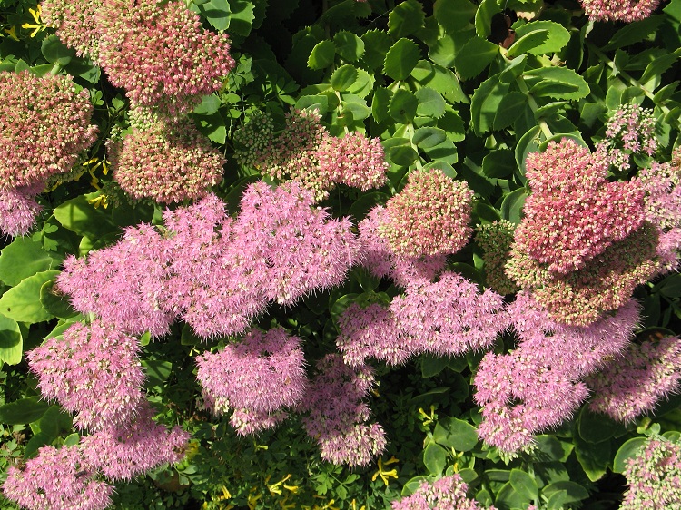 SEDUM SPECTABILE ROSENTELLER