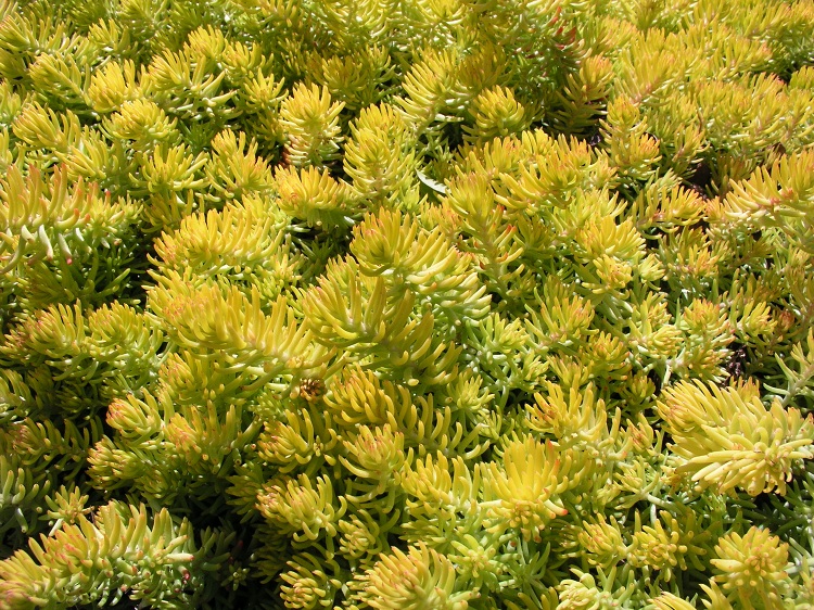 SEDUM REFLEXUM ANGELINA