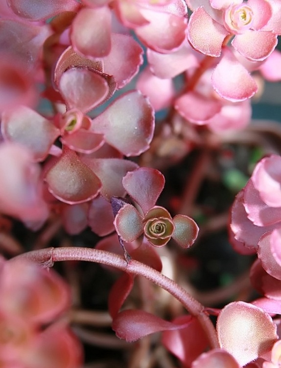 SEDUM SPURIUM VOODOO