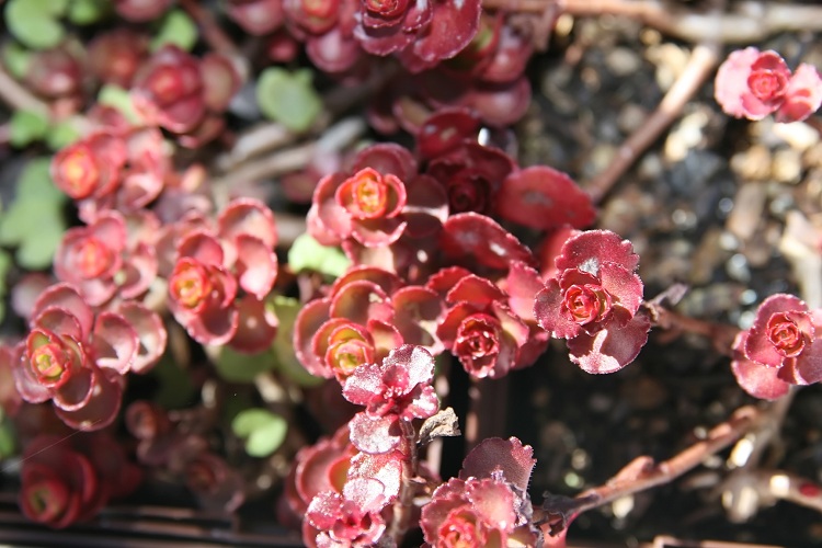 SEDUM SPURIUM VOODOO