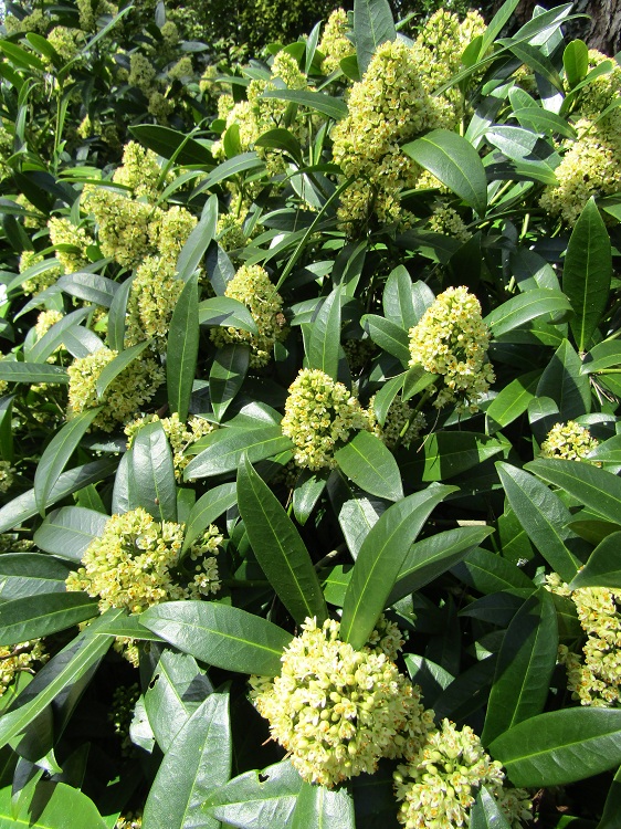 SKIMMIA JAPONICA FRAGRANT CLOUD