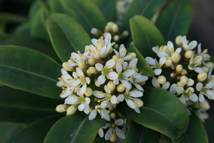 SKIMMIA JAPONICA FRAGRANT CLOUD