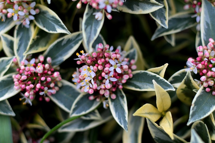 SKIMMIA JAPONICA MAGIC MERLOT