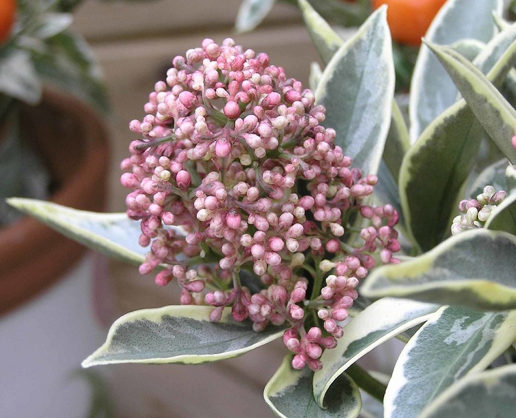 SKIMMIA JAPONICA MAGIC MERLOT