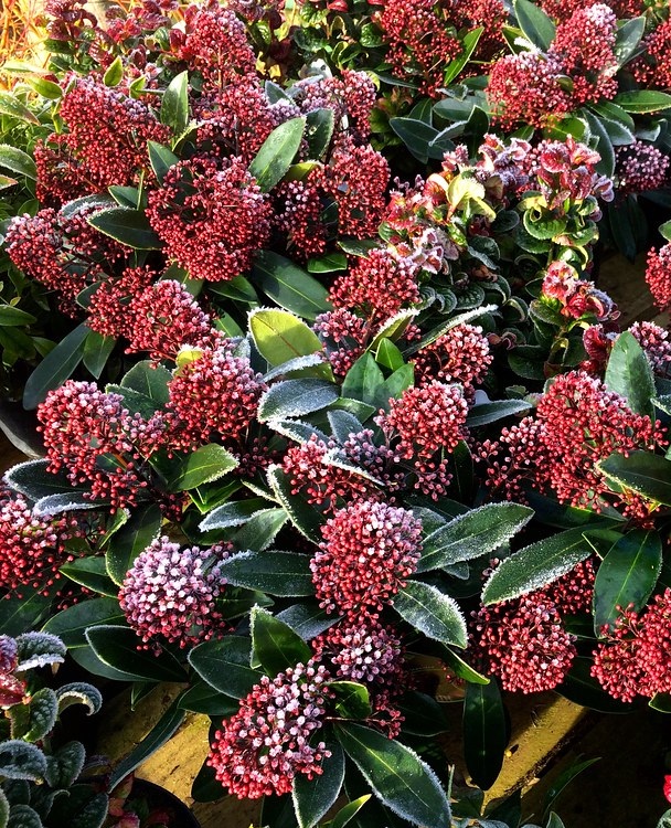 SKIMMIA JAPONICA SEDUCTION