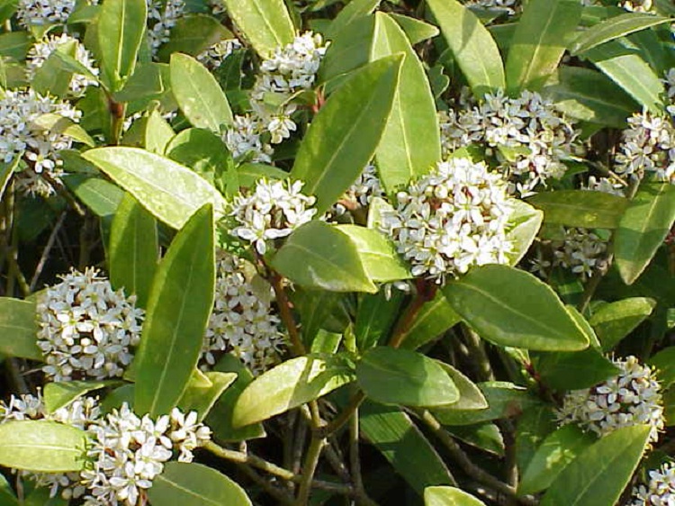 SKIMMIA REEVESIANA